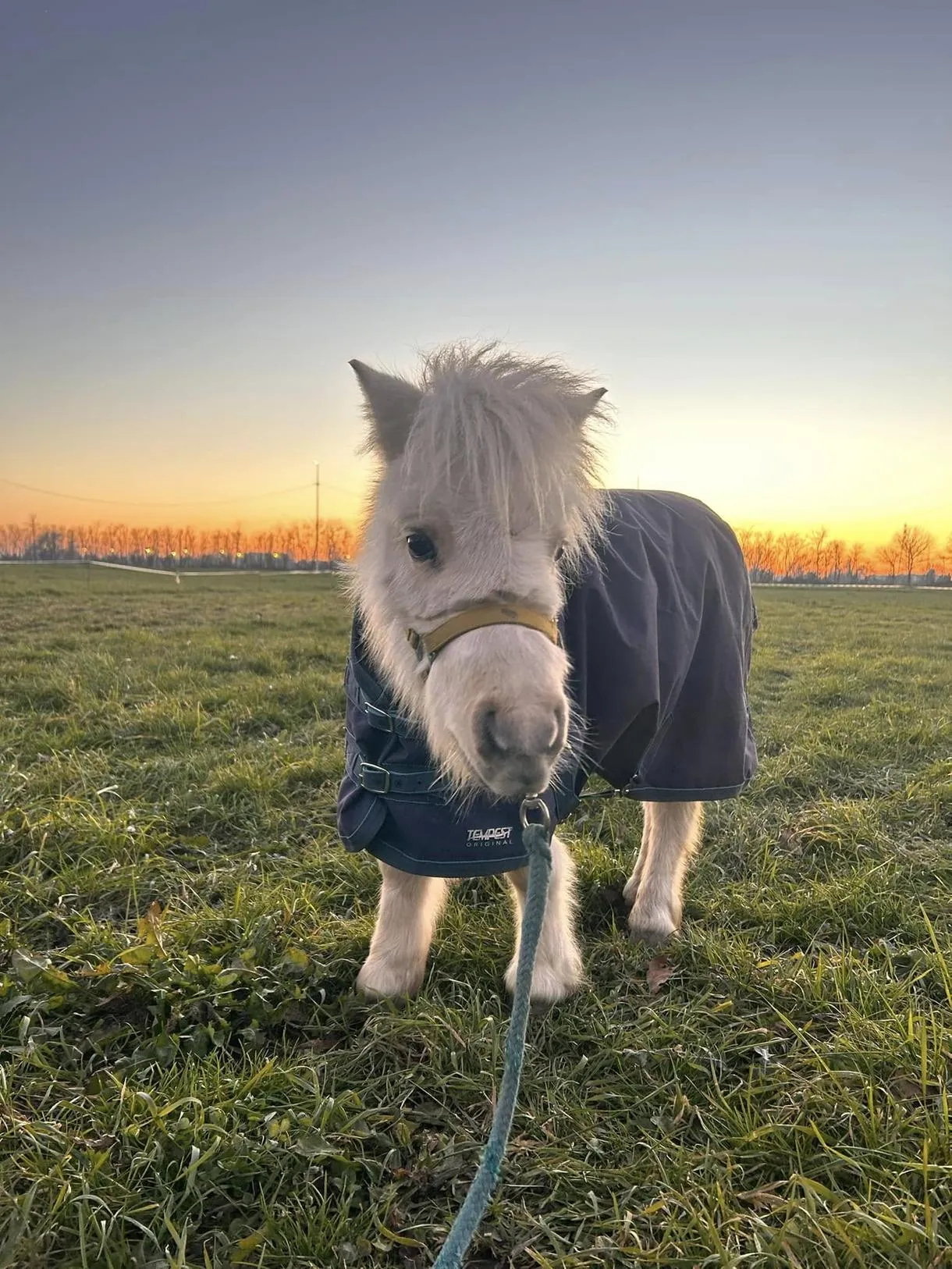 Visita in fattoria e battesimo della sella a Milano
