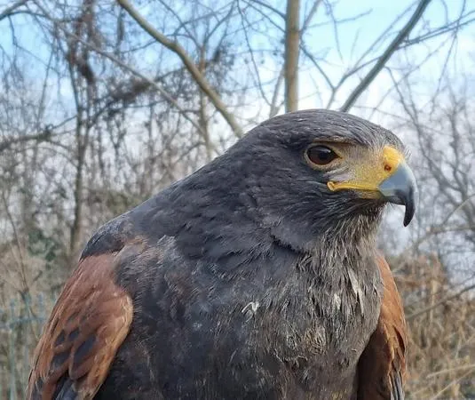 Falconiere per un giorno a Milano