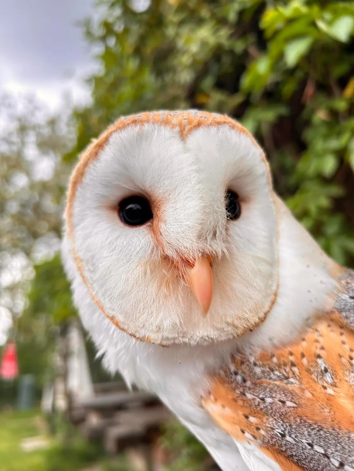 Falconiere per un giorno a Milano
