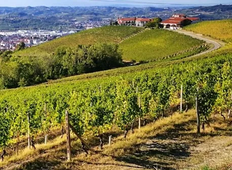 Wine tour in giornata Barolo e Barbaresco