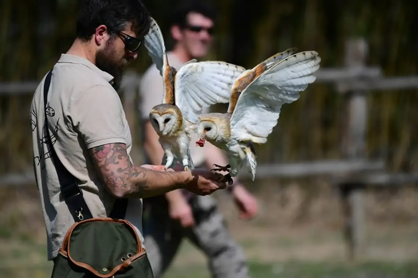 Falconiere per un giorno fuori Pavia
