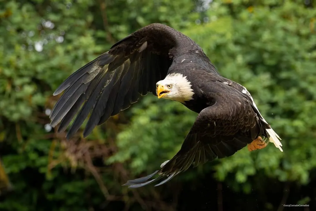 Falconiere per un giorno fuori Pavia