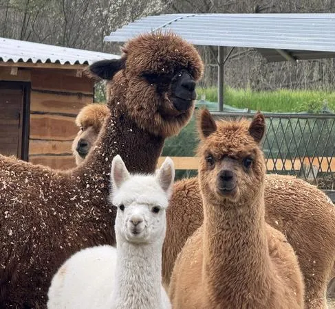 Passeggiata con alpaca in Valle Varaita fuori Cuneo
