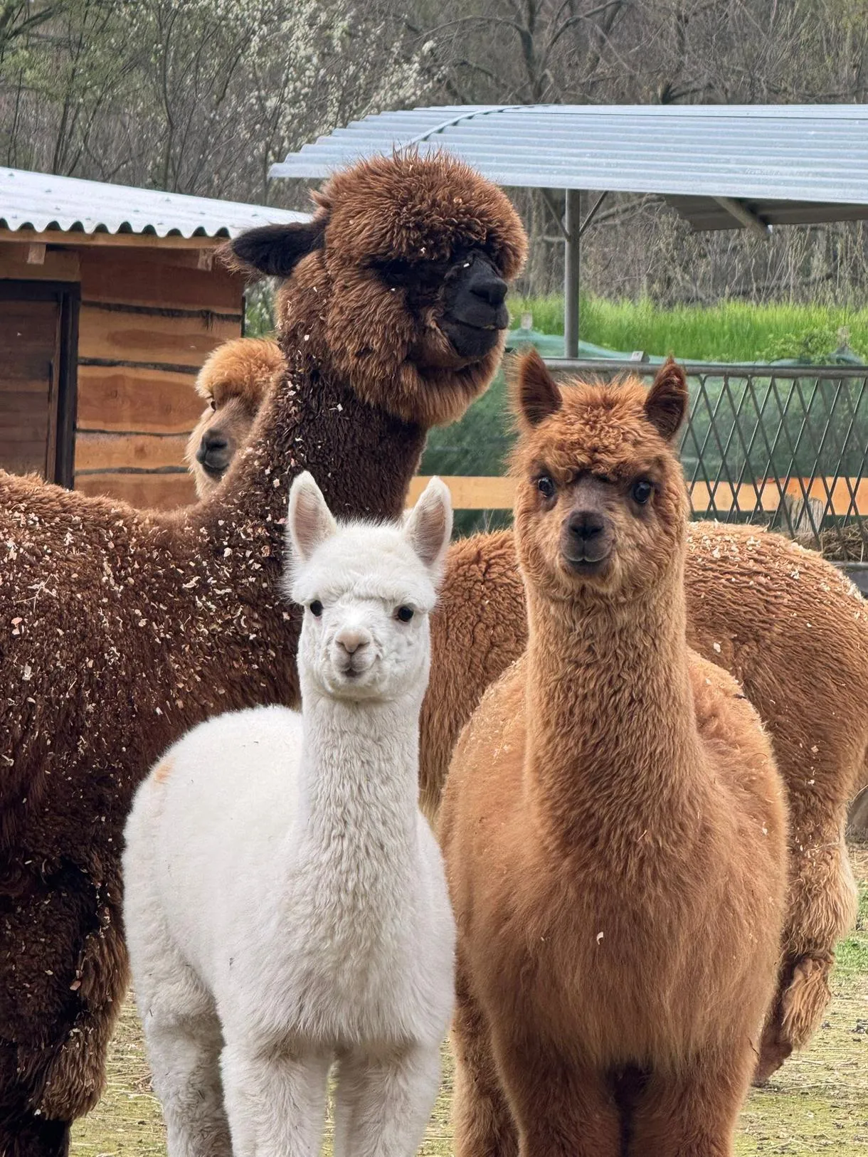 Passeggiata con alpaca in Valle Varaita fuori Cuneo