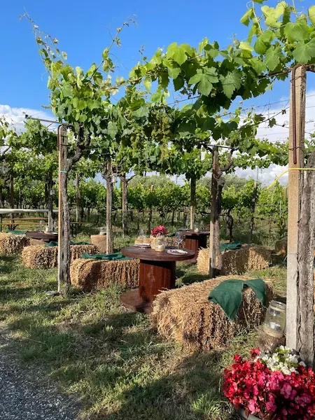 Cena in vigna con degustazione vini ai Castelli Romani