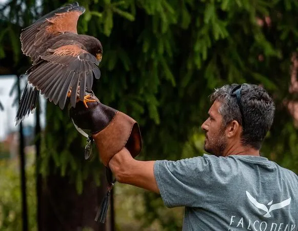 Falconiere per un giorno a Ornago in Brianza