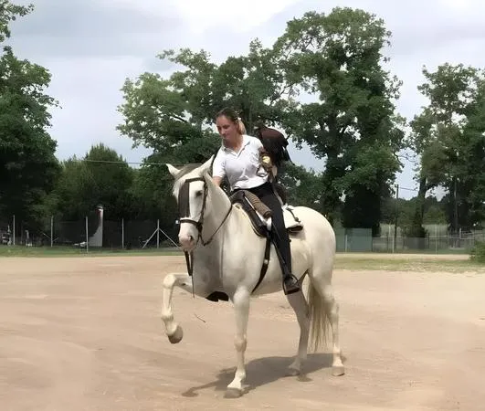 Falconry on horseback in Ornago, Brianza