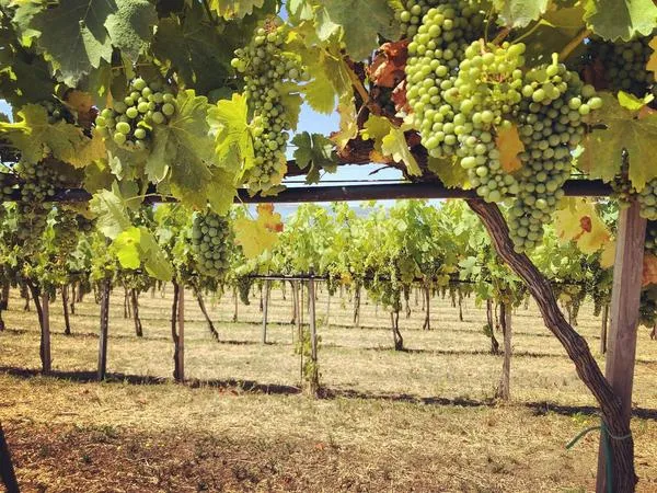 Degustazione vini con visita alle Cantine Capitani al Lago di Bracciano