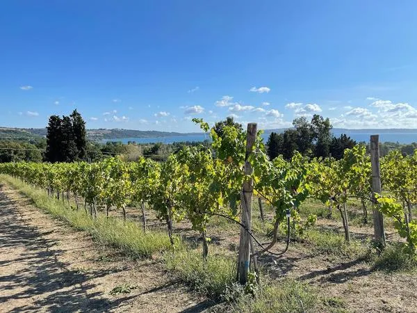Degustazione vini con visita alle Cantine Capitani al Lago di Bracciano