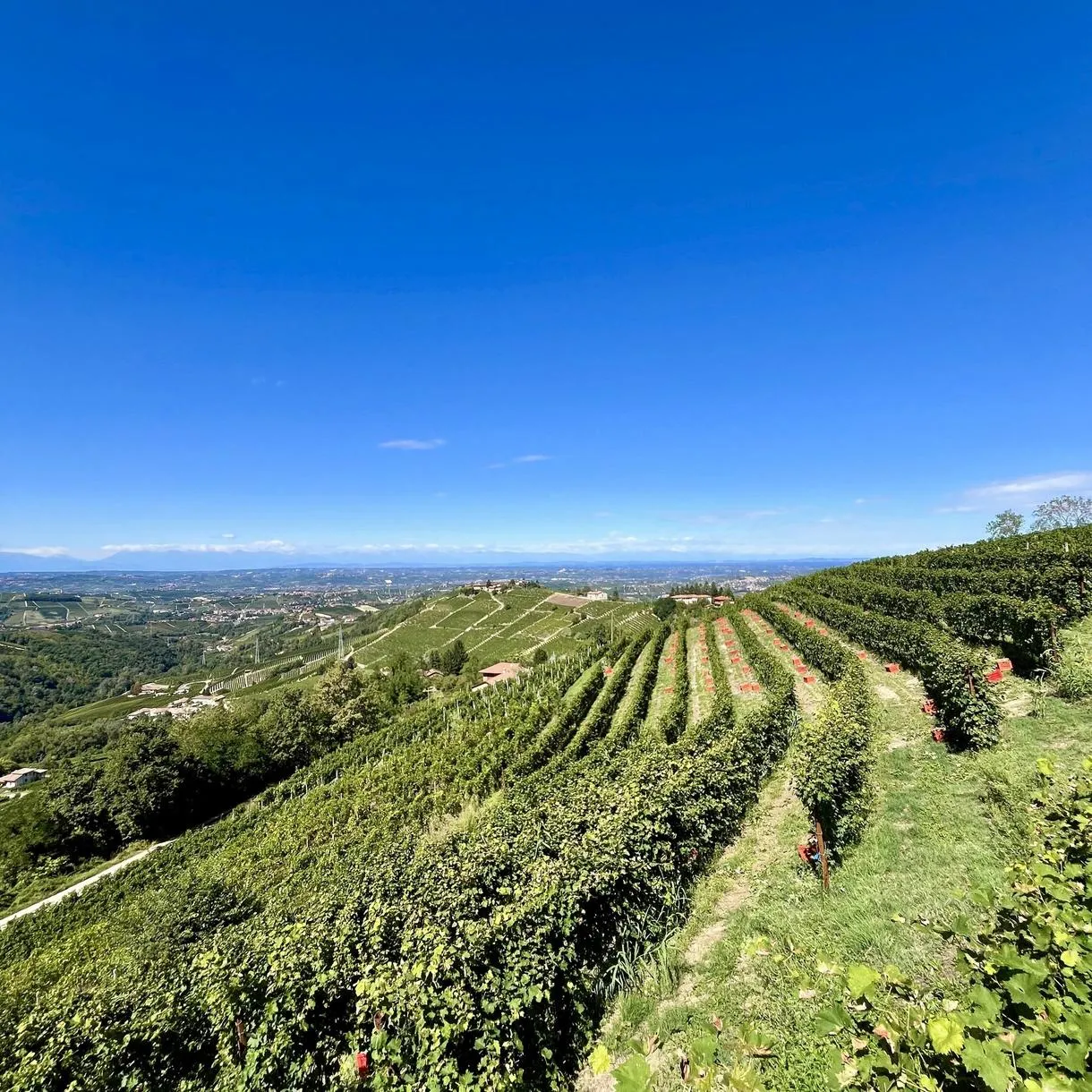 Pranzo con degustazione vini e visita alla Cantina Massimo Rivetti nelle Langhe
