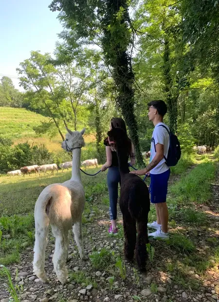 Passeggiata con alpaca e degustazione di birra nelle Langhe