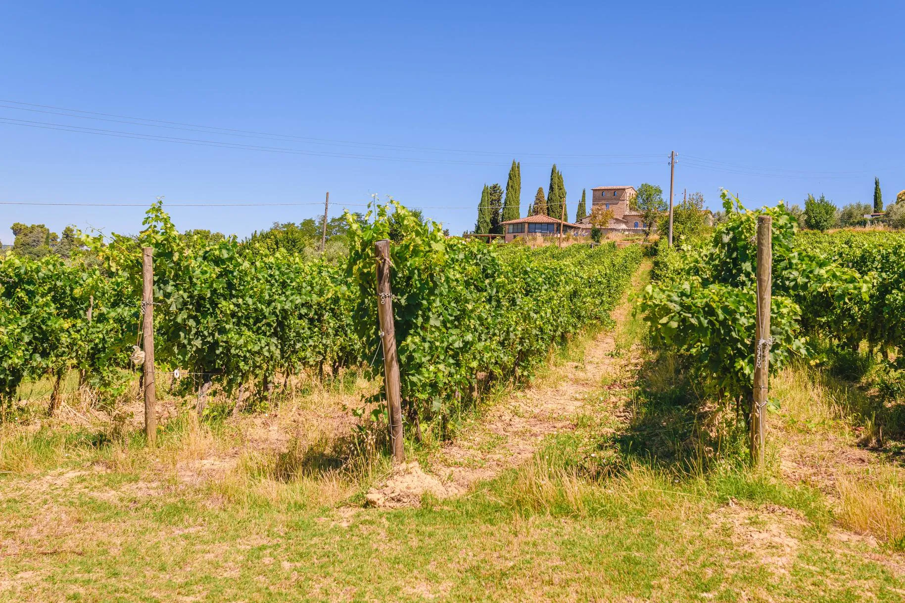Picnic in vigna a San Gimignano
