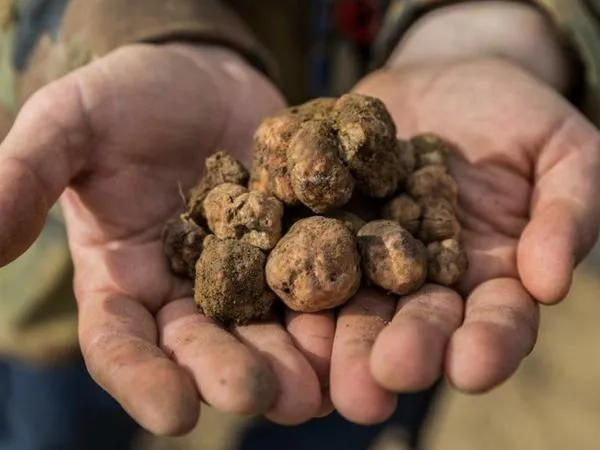 Caccia al tartufo con degustazione vini a San Gimignano