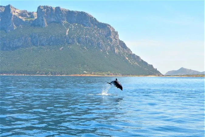 Esperienza in Barca Panoramica & Avvistamento Delfini – Costa Smeralda