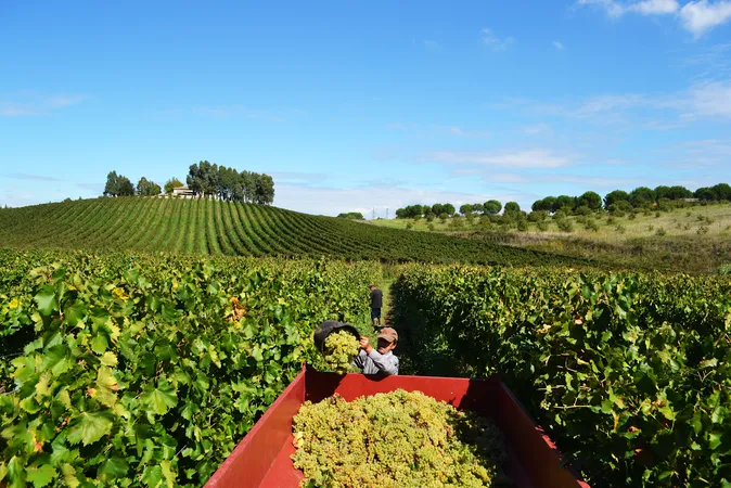 Passeggiata in vigna e degustazione vini alla Cantina Tellenae fuori Roma