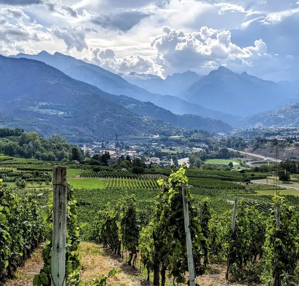 Passeggiata in vigna e degustazione vini alla Cantina Tellenae fuori Roma
