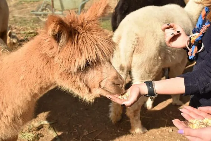 Passeggiata con alpaca e visita guidata in fattoria fuori Viterbo