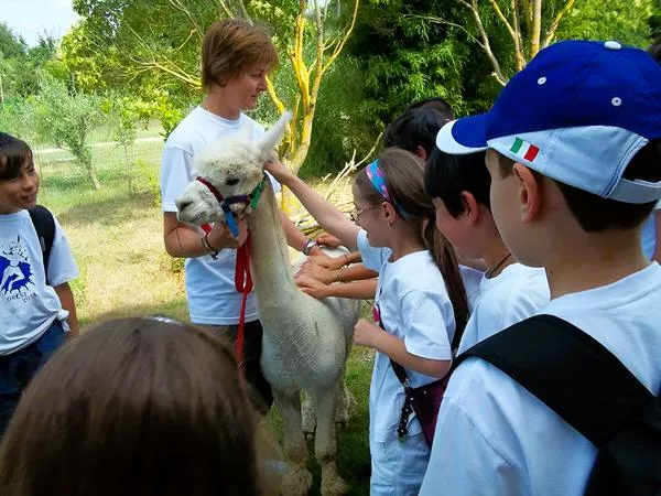 Passeggiata con alpaca e visita guidata in fattoria fuori Viterbo