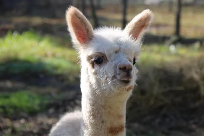 Passeggiata con alpaca fuori Viterbo nella Tuscia