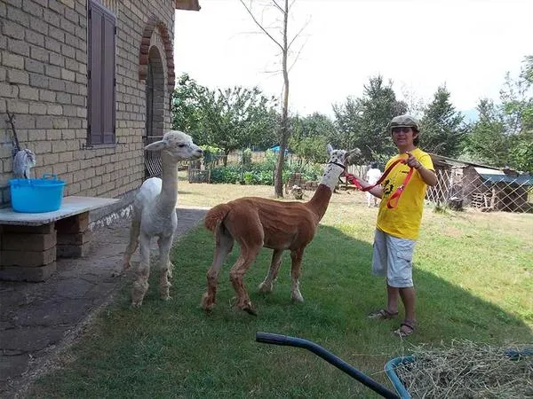 Passeggiata con alpaca fuori Viterbo nella Tuscia