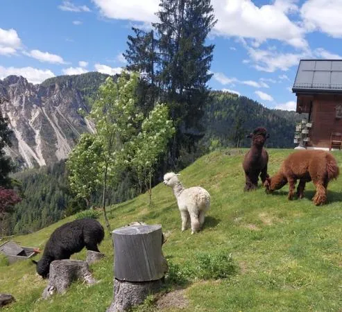 Passeggiata con alpaca a Santo Stefano di Cadore