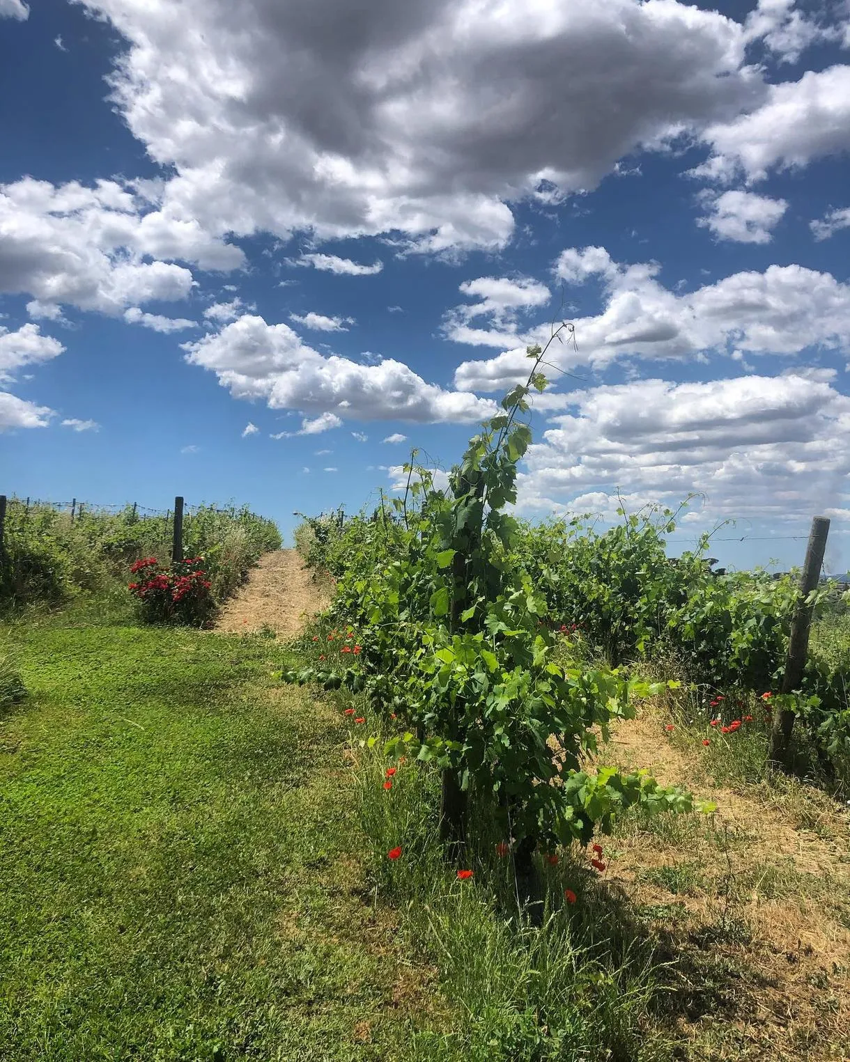 Degustazione vini alla Tenuta Merumalia a Frascati
