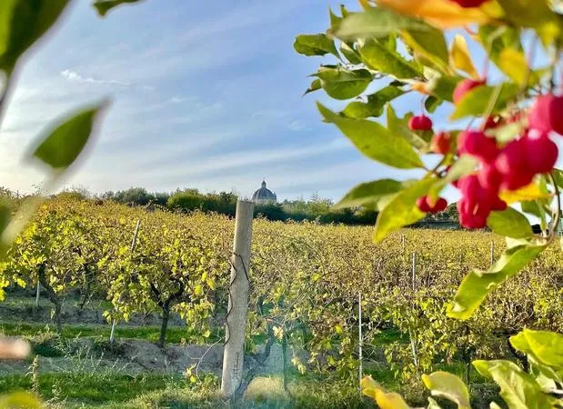 Degustazione vini con tagliere alla Cantina di Montefiascone fuori Viterbo