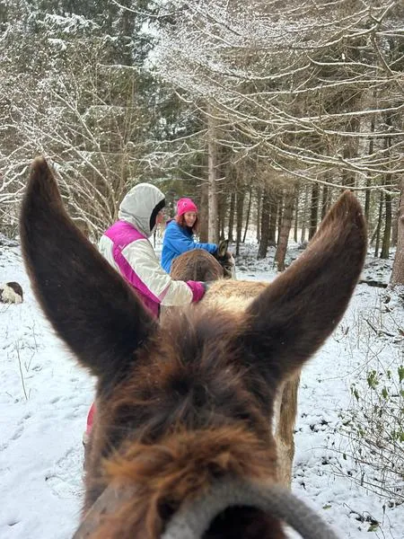 Passeggiata con l'asino