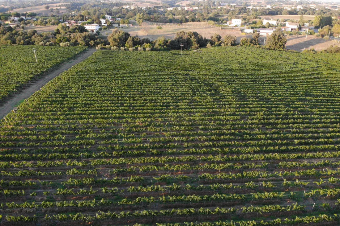 Degustazione vini con visita ai vigneti in provincia di Latina