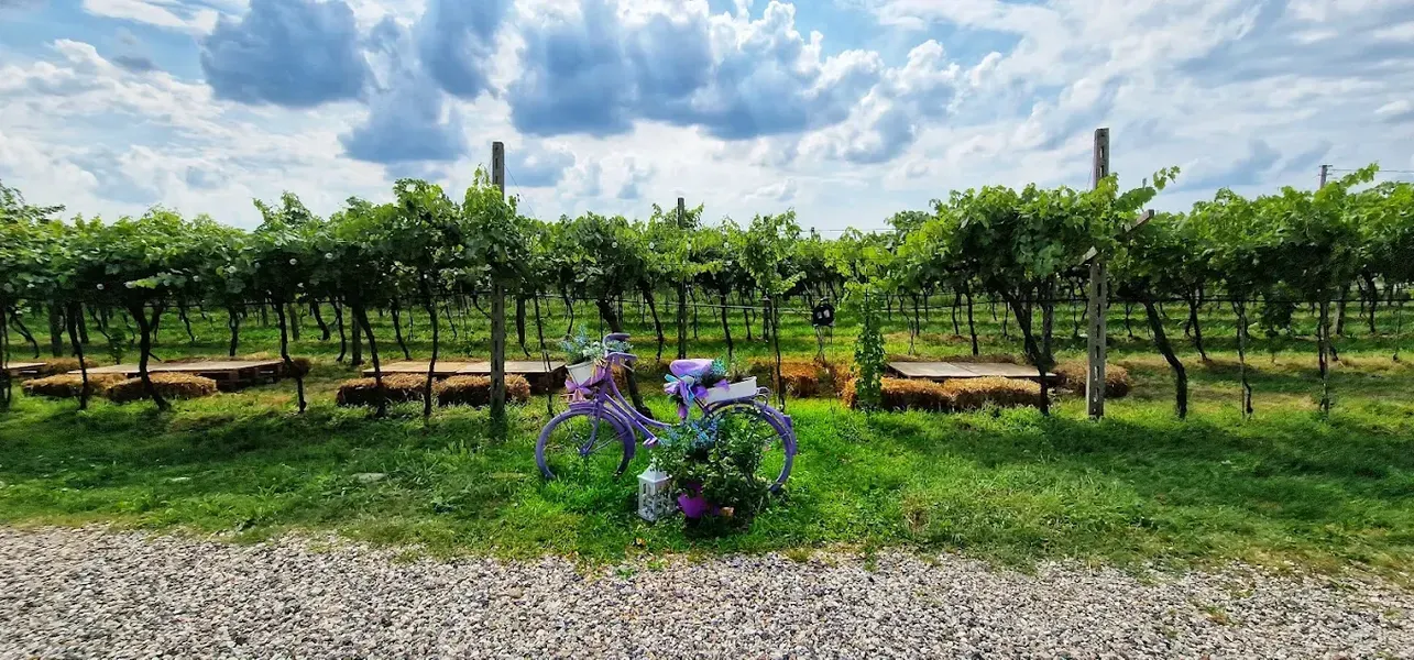 Pranzo e degustazione vini in Valpolicella a Pescantina