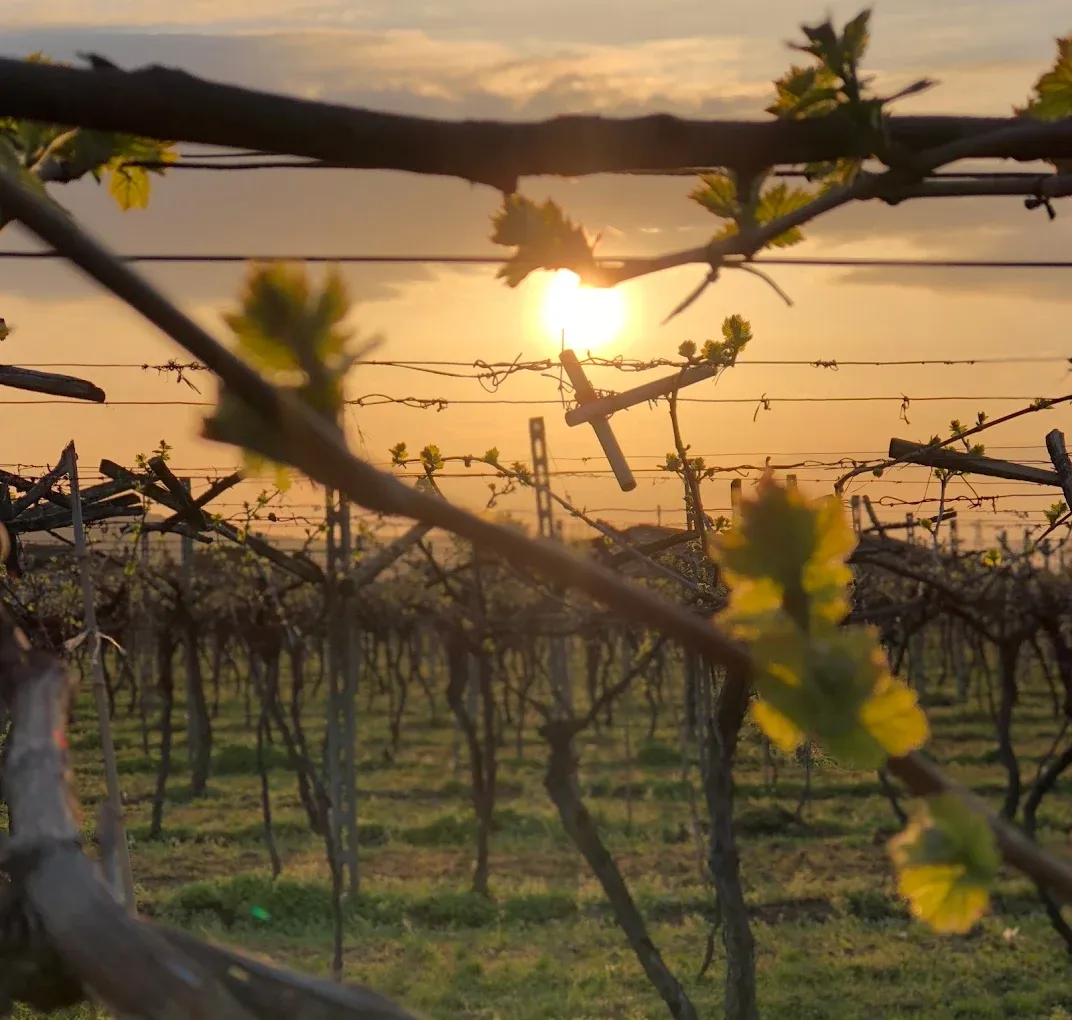 Pranzo e degustazione in Valpolicella a Pescantina