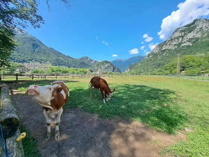 Visita al caseificio e degustazione di formaggio in Valsassina a Pasturo
