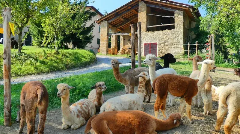 Passeggiata con alpaca e visita in fattoria a Carpineti sui colli Emiliani