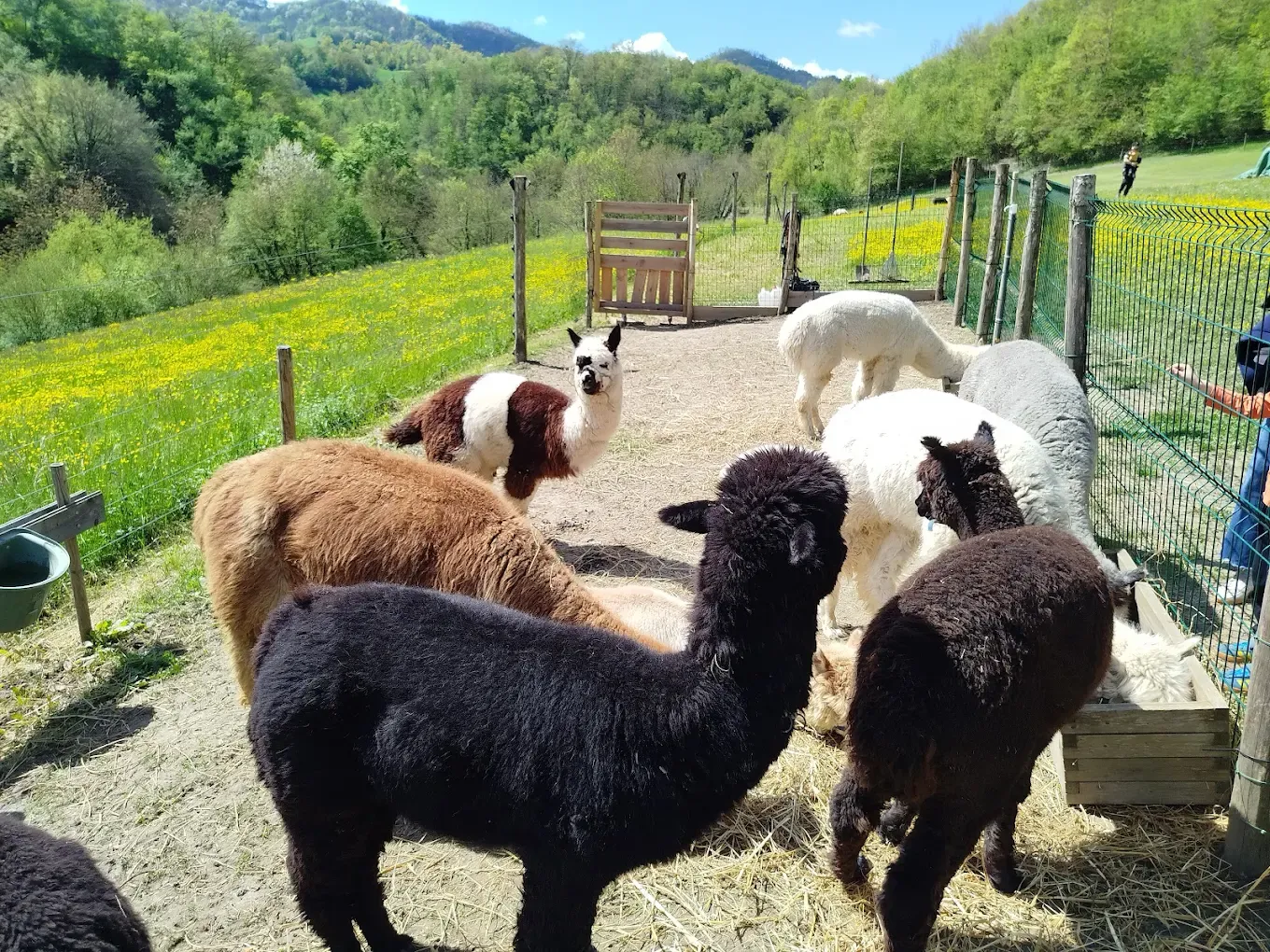Passeggiata con alpaca e visita in fattoria a Carpineti sui colli Emiliani