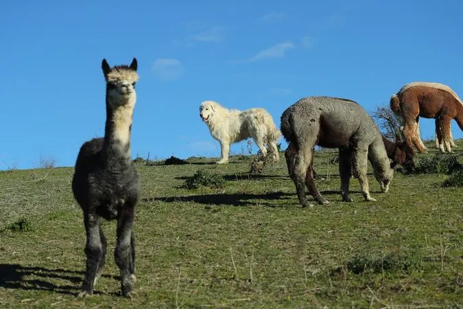Passeggiata con i Cani da Pastore