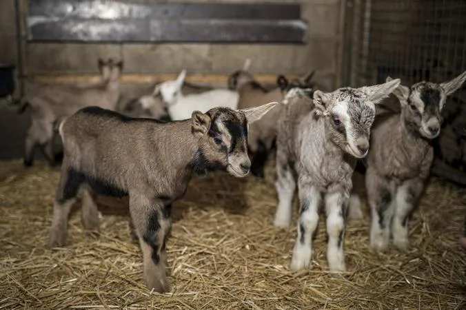 Pastore per un giorno e degustazione di formaggio in Valtellina