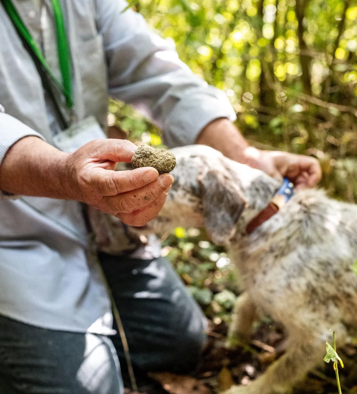 Caccia al tartufo nelle Langhe con aperitivo a Monforte d'Alba