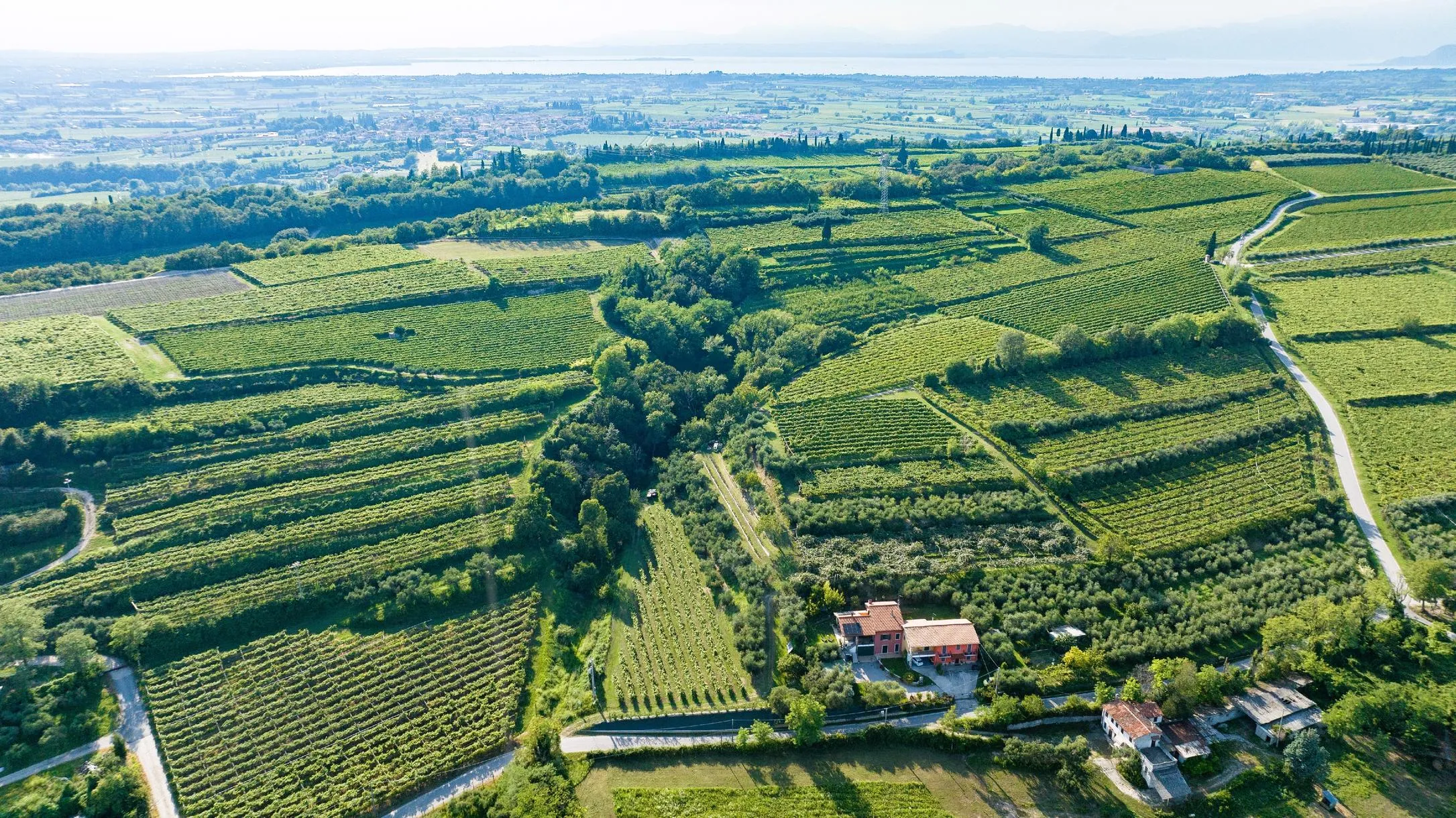 Visita all'uliveto e degustazione di olio sul Lago di Garda