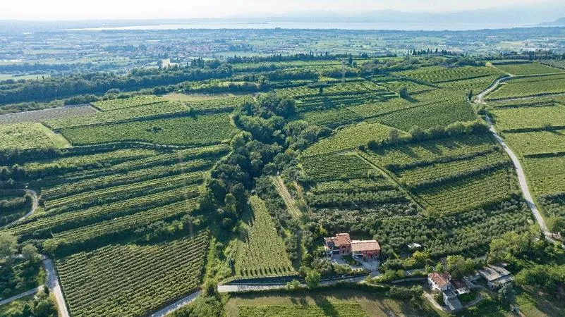 Degustazione di Olio sul Lago di Garda