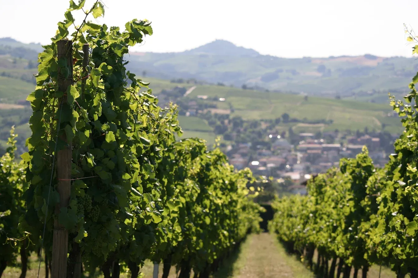 Pranzo in vigna nell'Oltrepò Pavese con degustazione vini