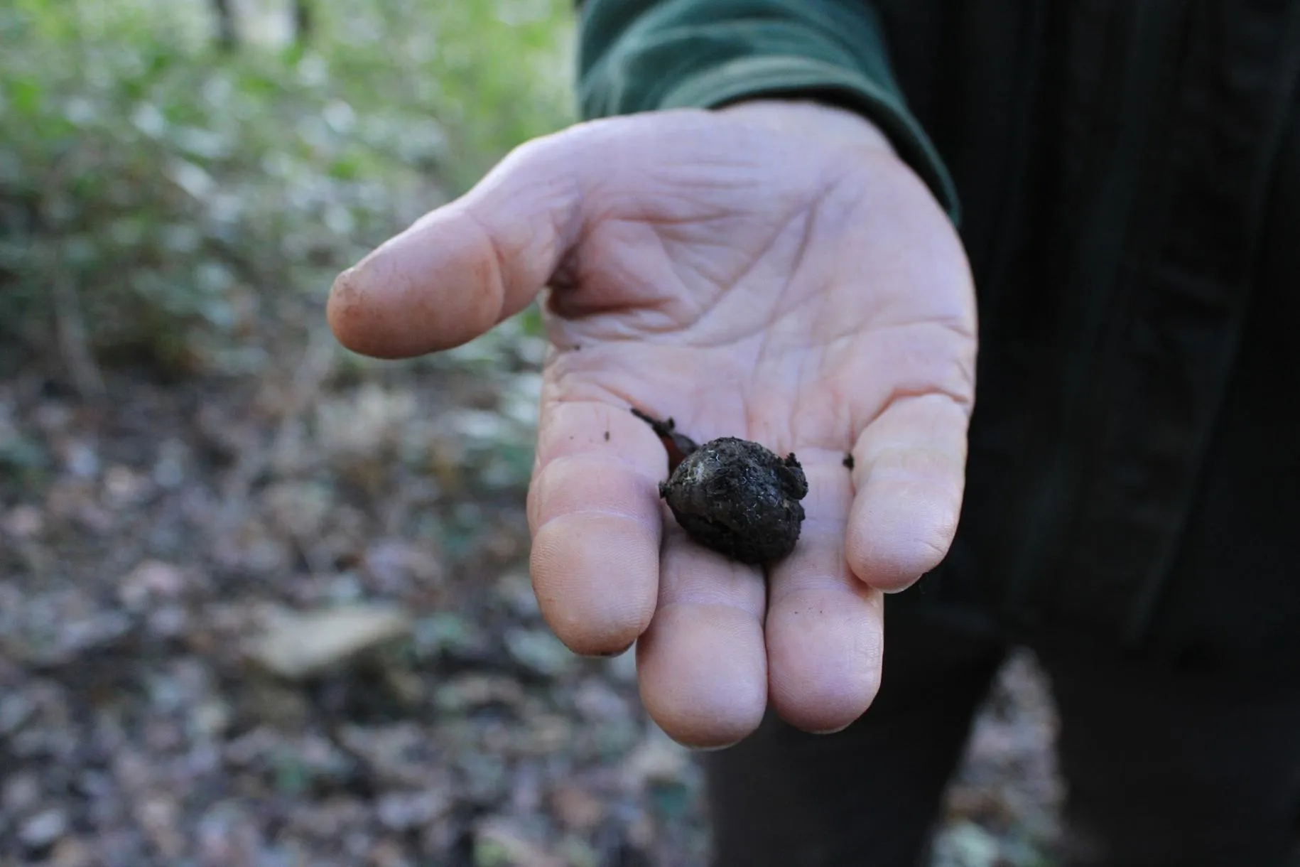 Truffle hunt with wine tasting and lunch in Arezzo