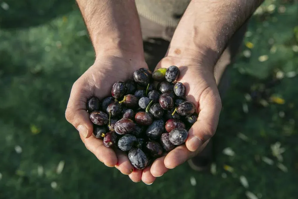 Degustazione di vino e olio con pranzo a San Gimignano