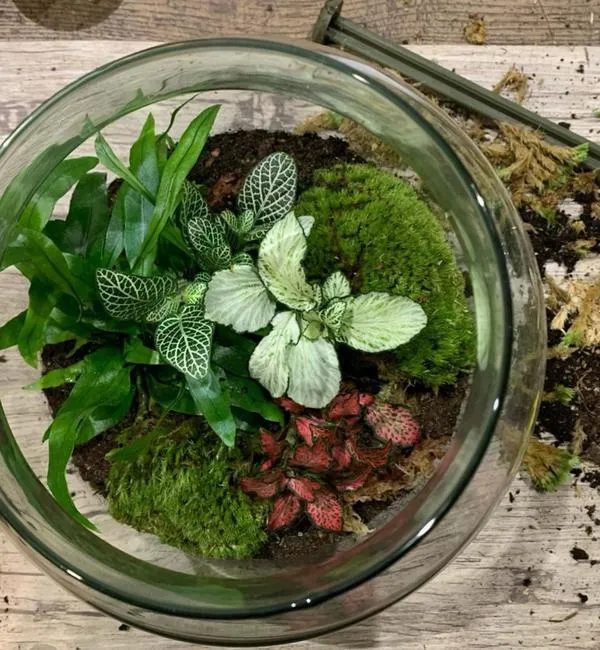 Workshop di Terrarium a Milano
