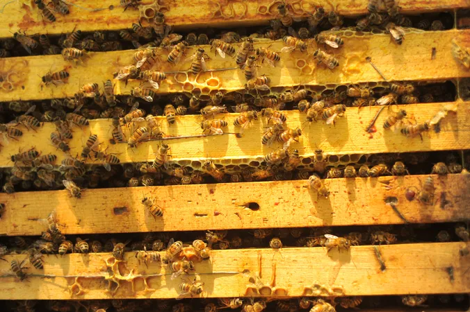 Le Api, il Miele e i Sapori della Tenuta