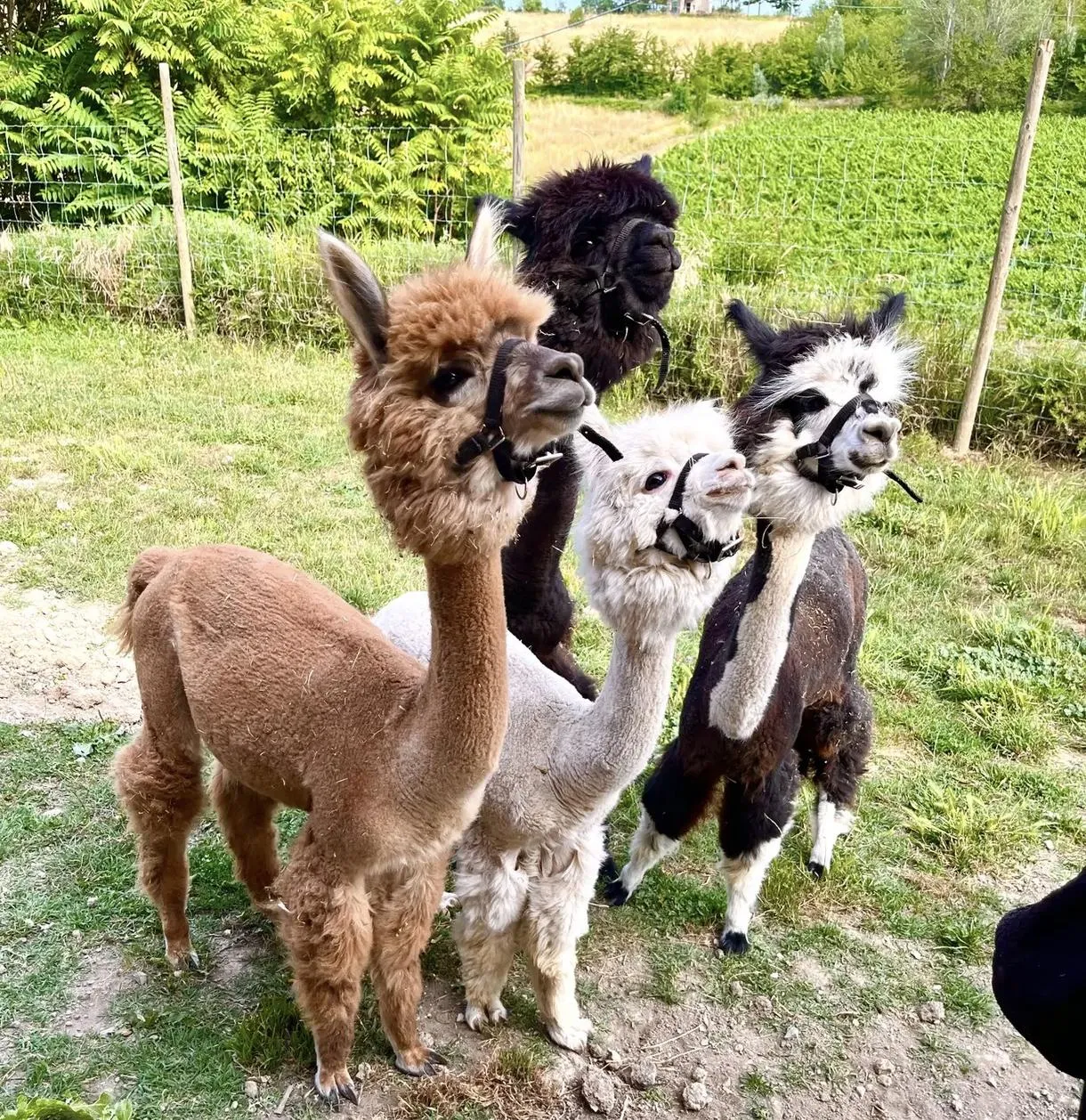 Passeggiata con alpaca tra Langhe e Monferrato a Vesime