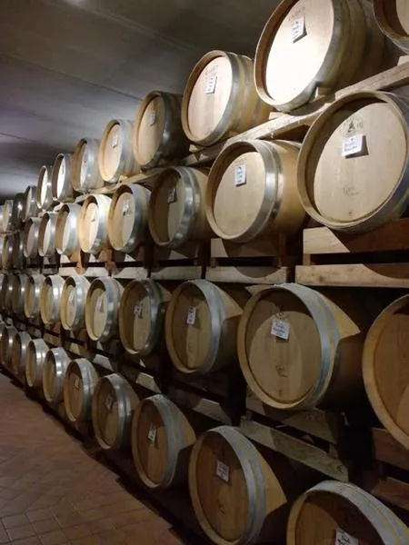 Esperienza di caccia al tartufo delle Langhe e degustazione vini