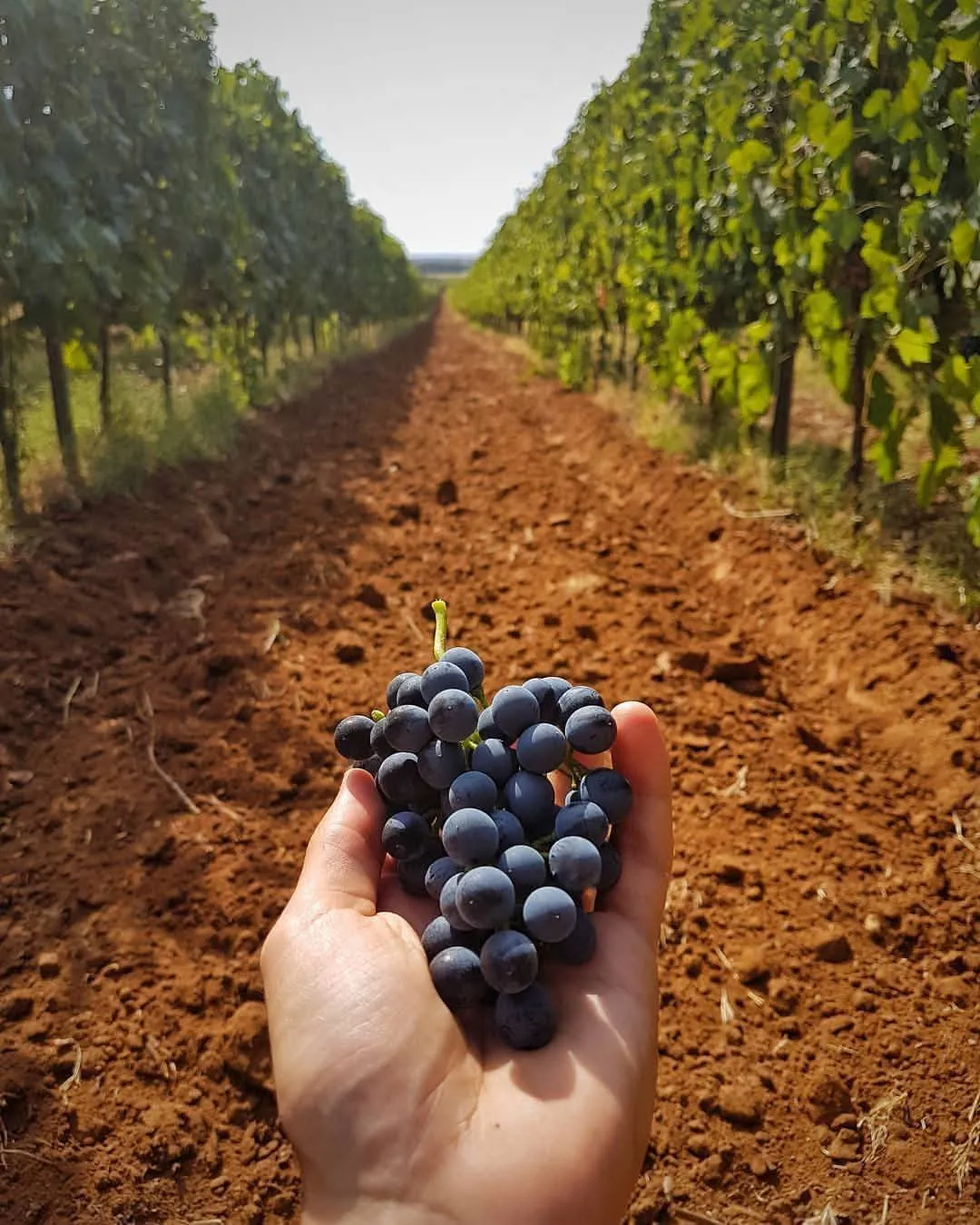Degustazione di vini toscani con visita in cantina fuori Pisa