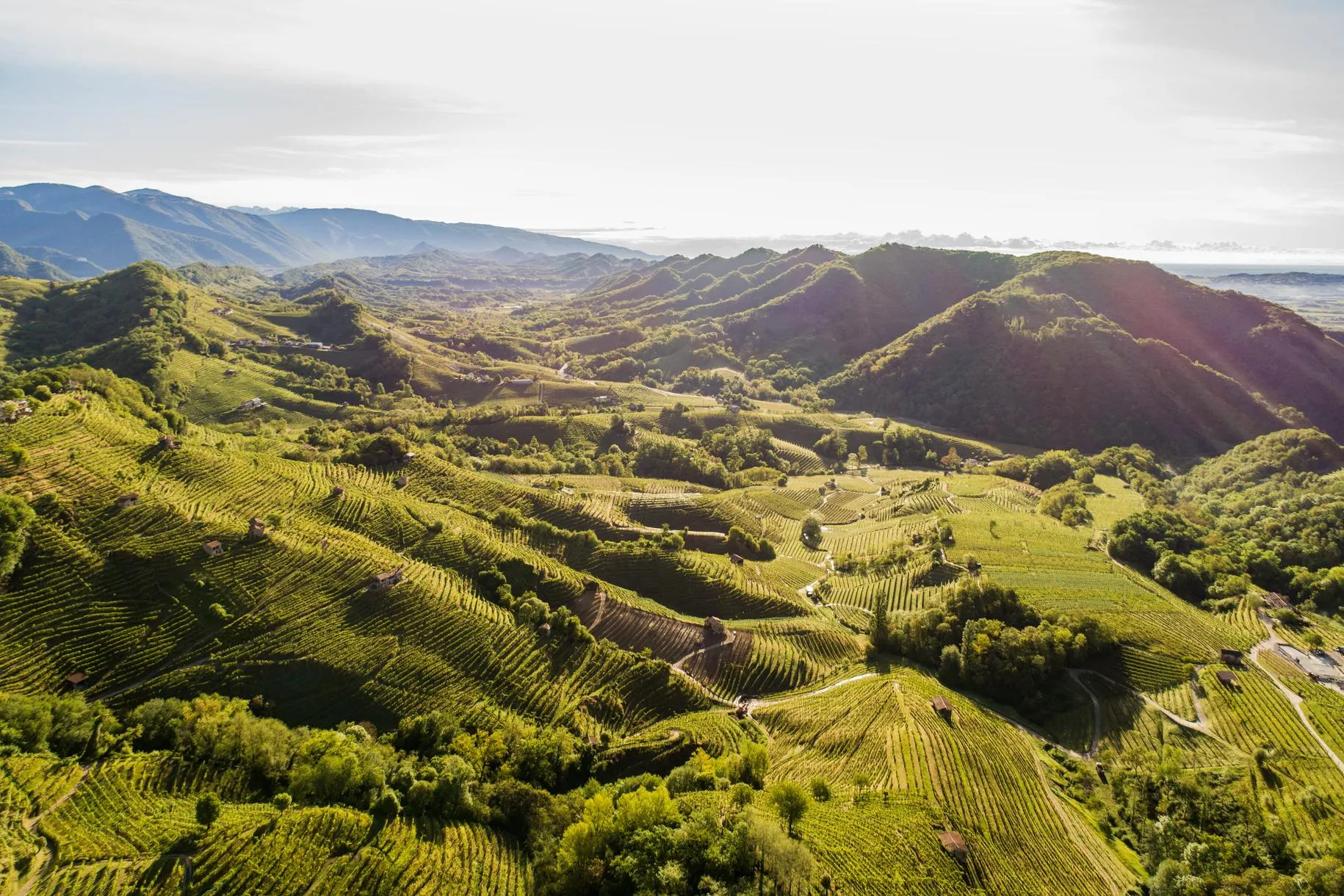 Passeggiata in vigna con visita e degustazione in cantina a Valdobbiadene