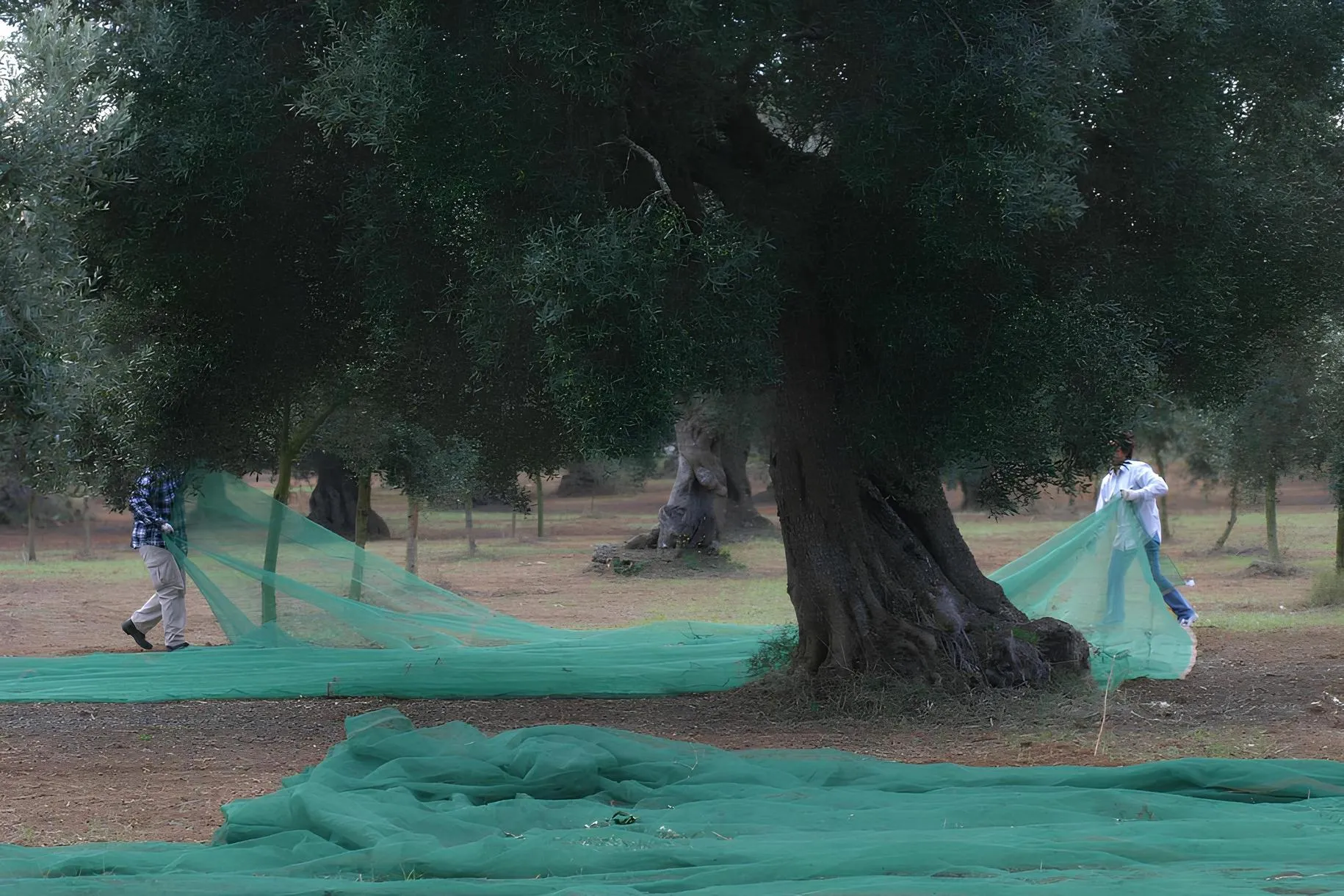 Visita al frantoio con degustazione di olio vicino a Lecce presso Masseria Stali