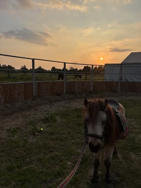 Lezione di Equitazione per Bambini (dai 3 ai 5 anni) con Pony